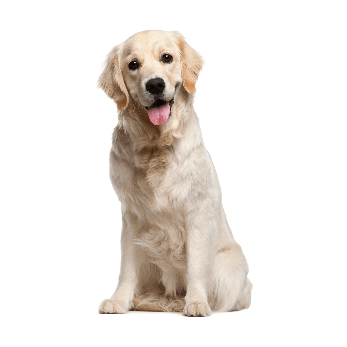 Dogs